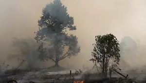 Saat Asap Mengepung Berbulan-bulan, Bencana Nasional Tak Ditetapkan