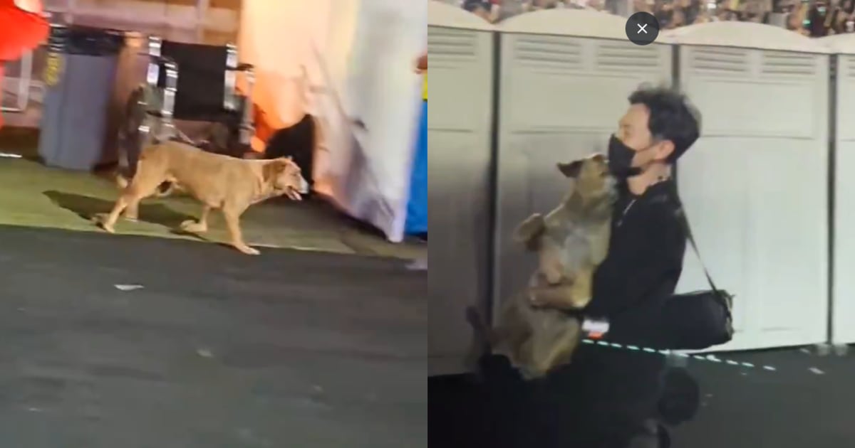 Cachorro invade show do BTS no Peru e vira o fã mais invejado das redes sociais