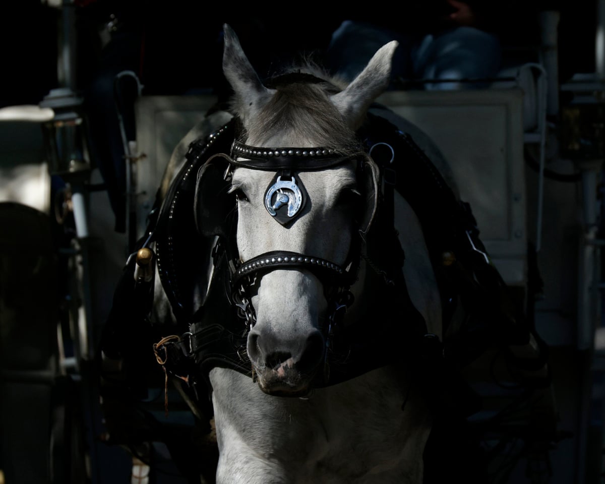 O conselho municipal de Nova York vota banir passeios de carruagem puxadas por cavalos.