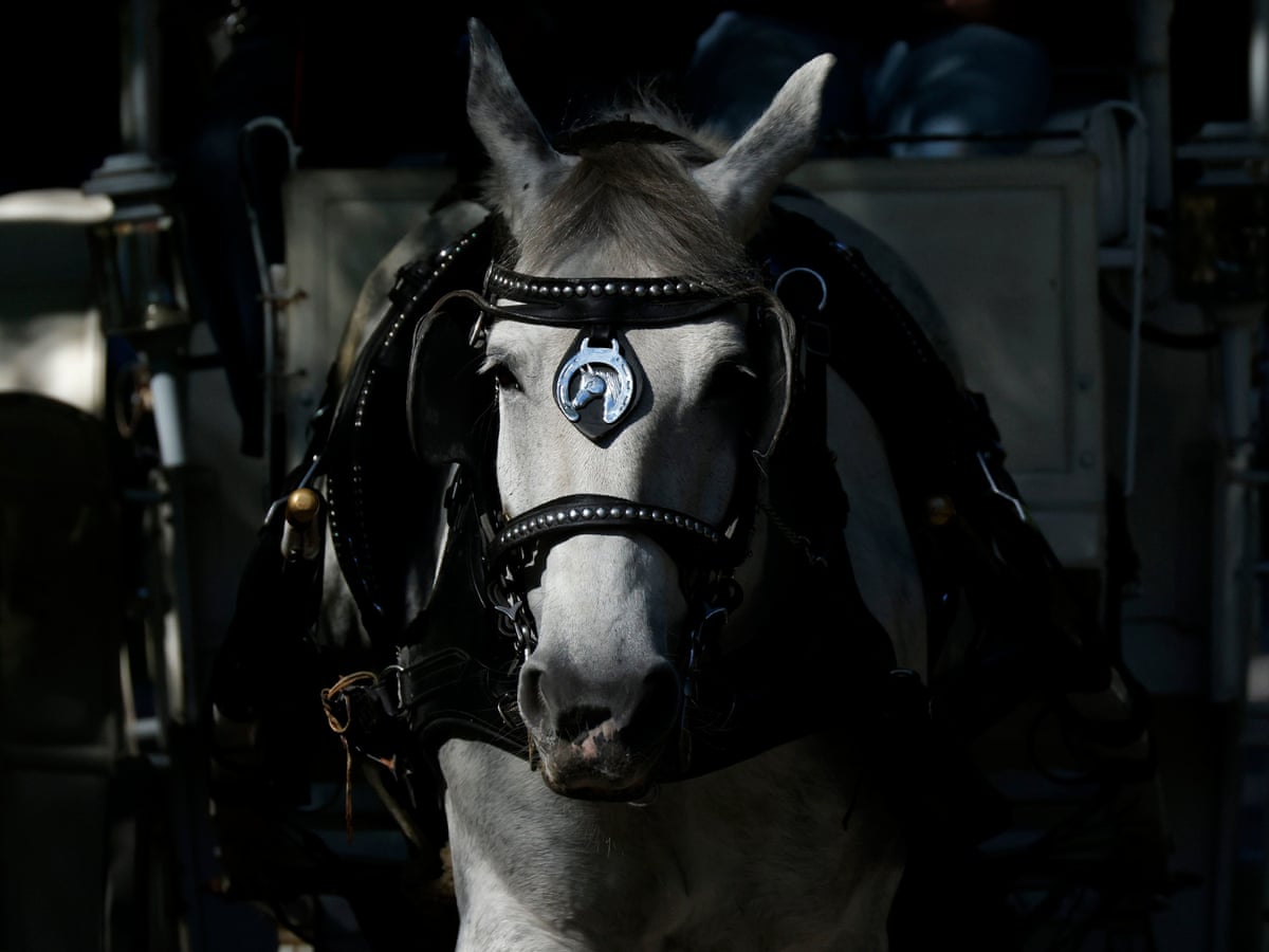 O conselho municipal de Nova York vota banir passeios de carruagem puxadas por cavalos.
