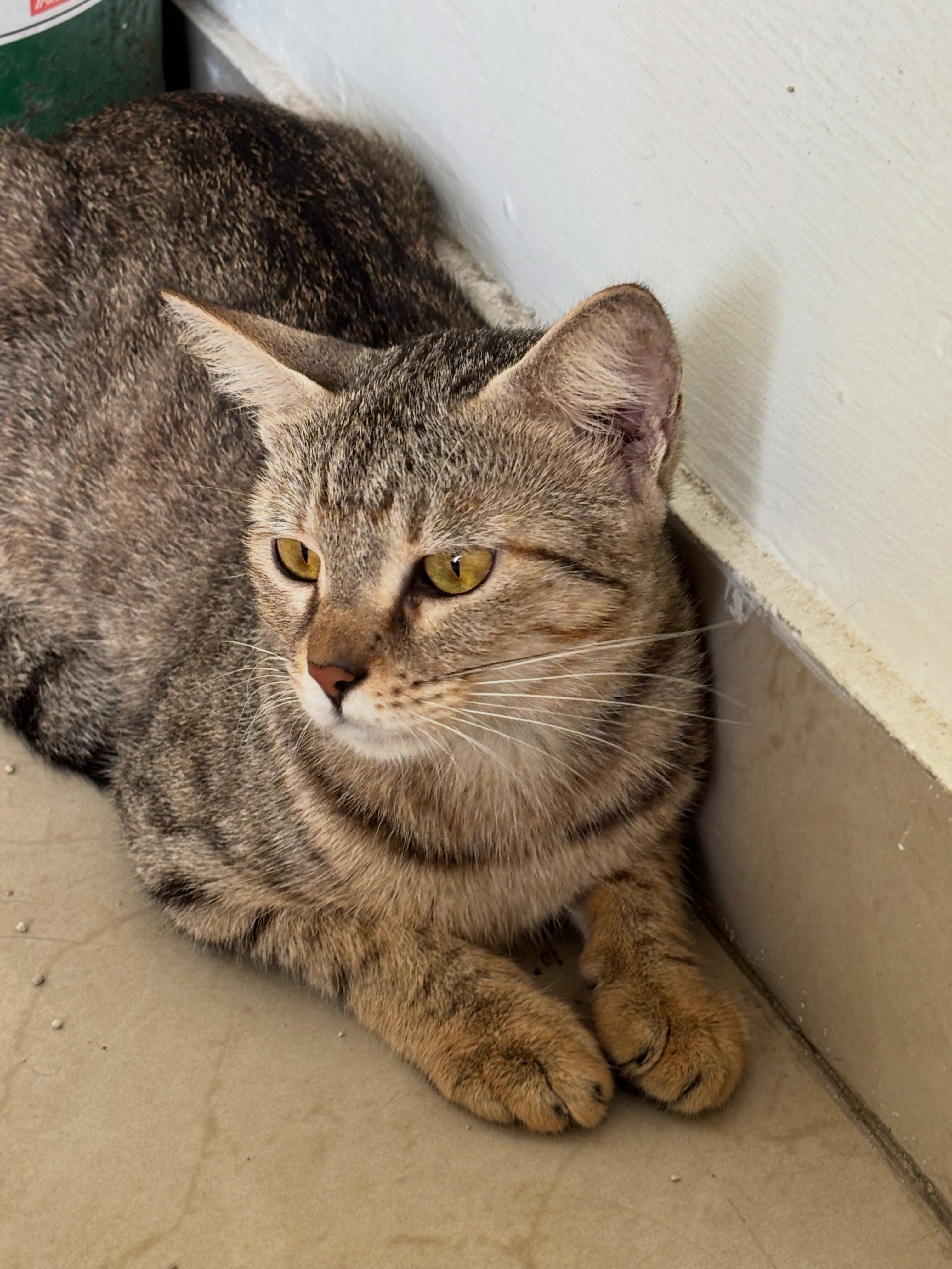Nora is a sweet 10-month-old tabby kitten.