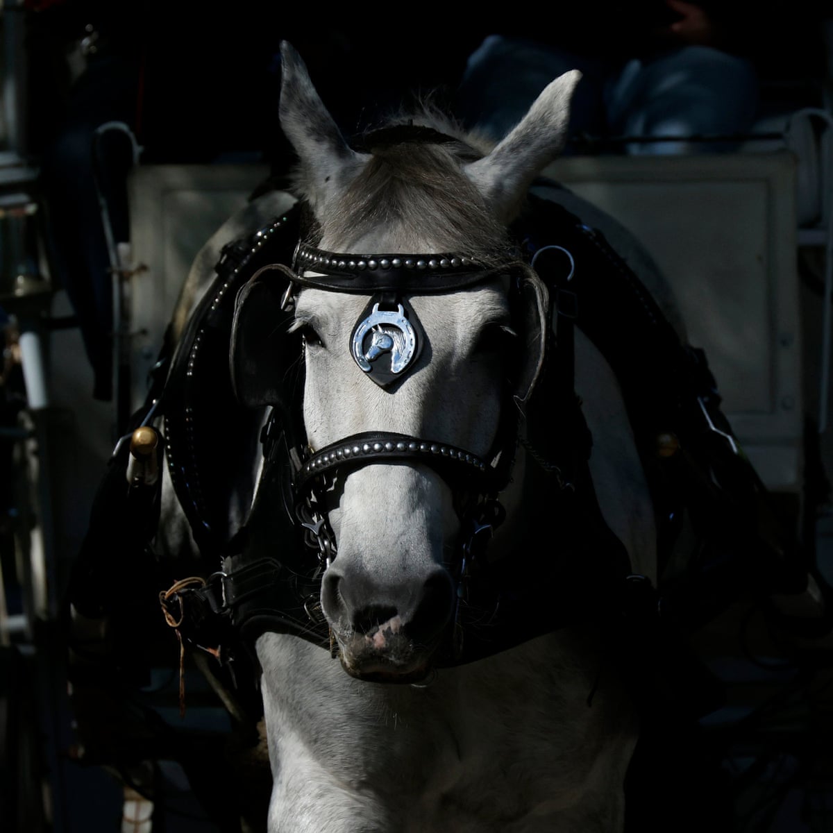 O conselho municipal de Nova York vota banir passeios de carruagem puxadas por cavalos.