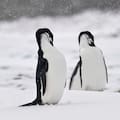 La población de una especie de pingüinos cayó a menos de la mitad y encendió alarmas entre científicos