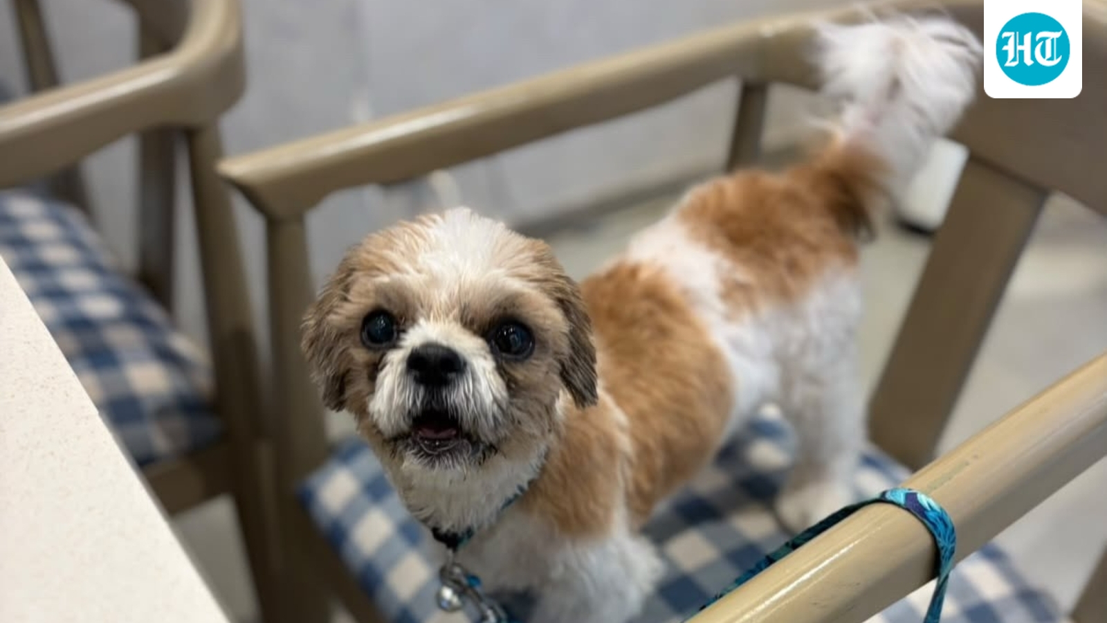 Adote um Pet: moradores de Delhi-NCR, tratem em casa um companheiro amoroso deste grupo de amigos peludos