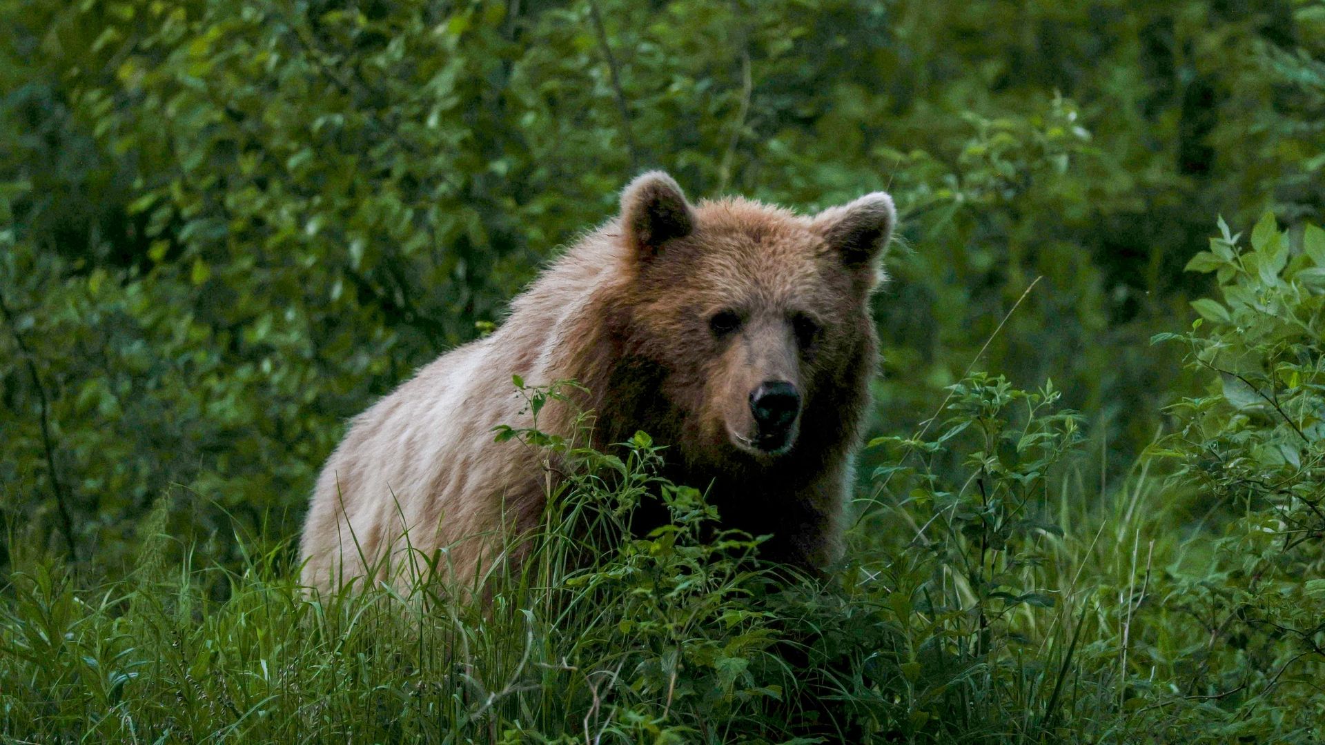 Depprirodos de Moscou: não há lobos e ursos pardos na cidade