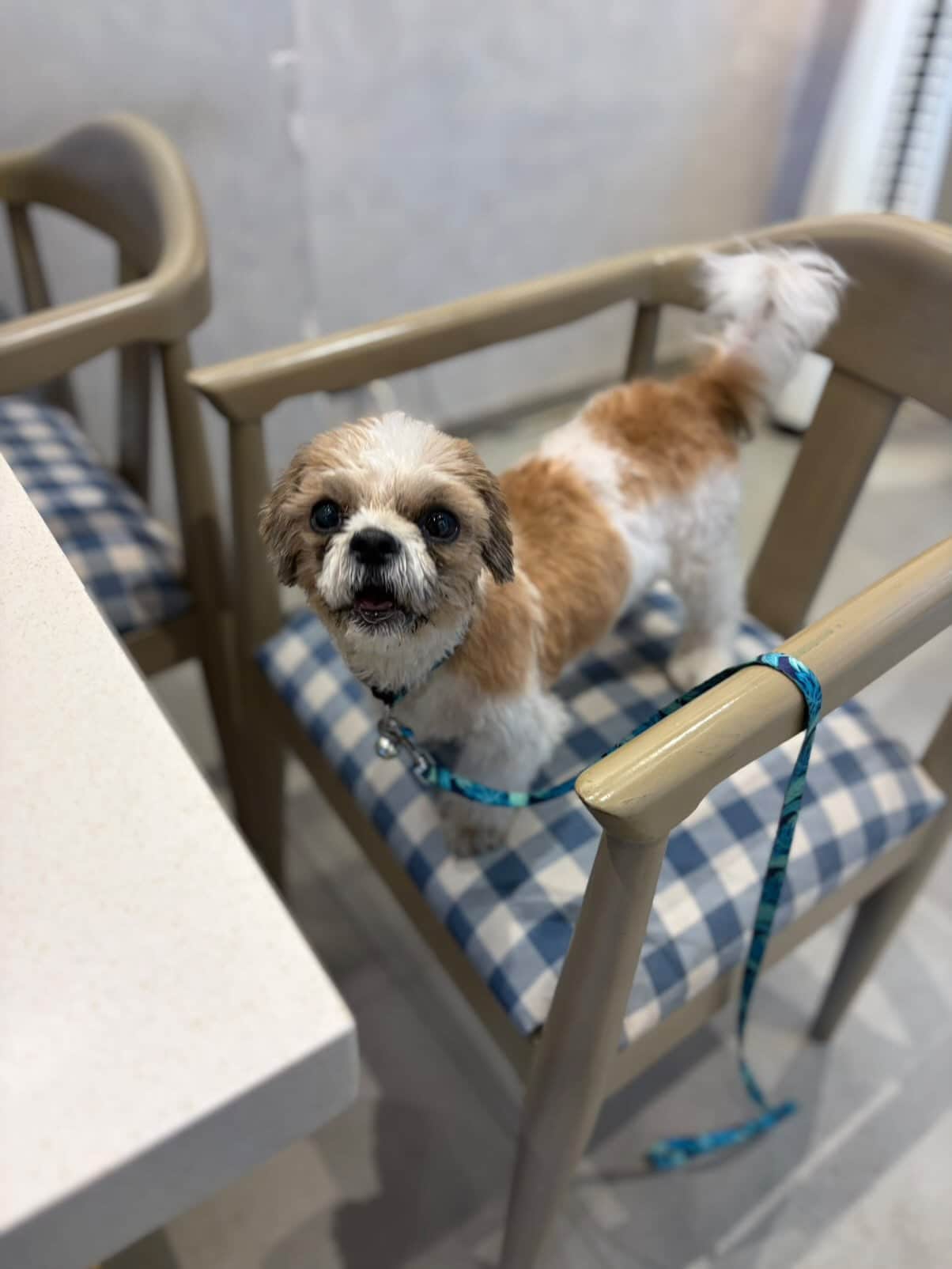 A handsome 1.5-year-old male Shih Tzu was recently rescued near Indirapuram.